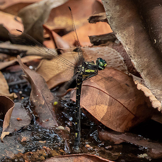 Eusynthemis nigra female-2450.jpg